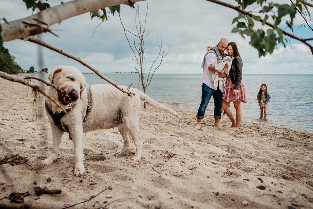 pies na sesji fotograficznej labrador na plaży